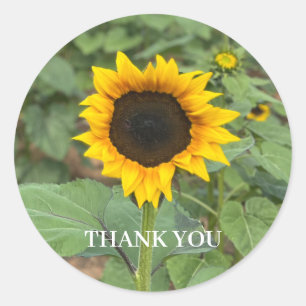 Adesivo Sunflower Field Obrigado