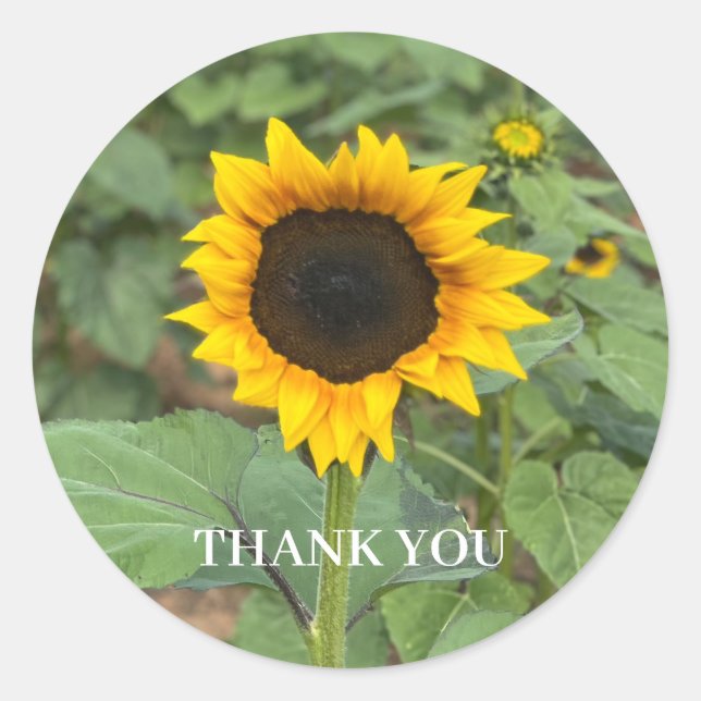 Adesivo Sunflower Field Obrigado (Frente)
