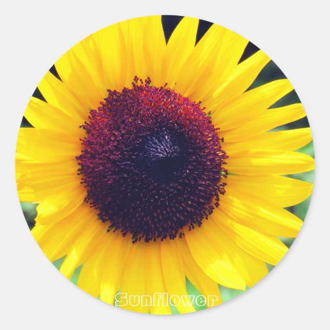 Adesivo Sunflower：Round Seal (Frente)