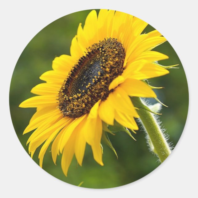 Adesivo Sunflower Sideshot (Frente)