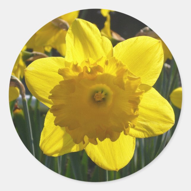 Adesivo Sunlit Daffodil (Frente)