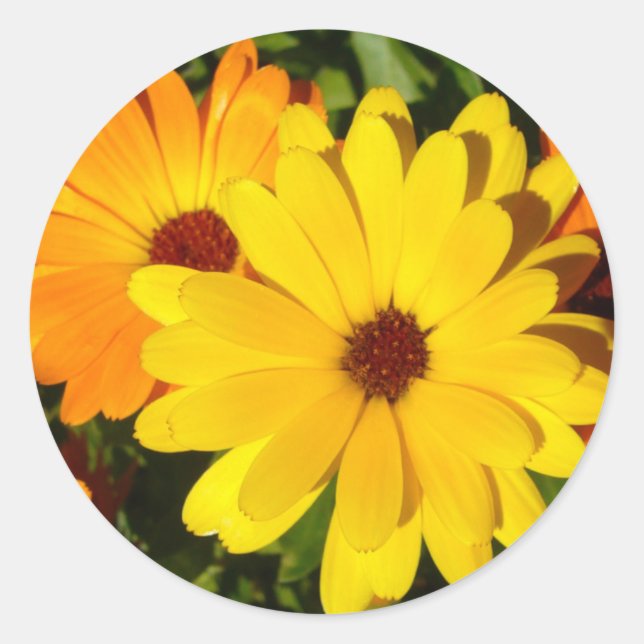 Adesivo SUNNY MARIGOLDS Stickers (Frente)