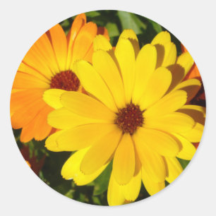 Adesivo SUNNY MARIGOLDS Stickers