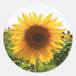 Adesivo Sunny Sunflower