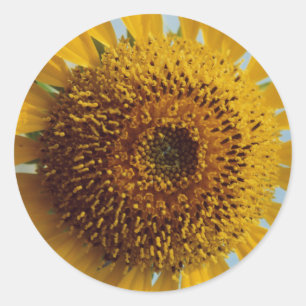 Adesivo Sunny Sunflower - Giant Yellow Center Close (Centr