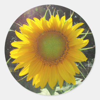 Adesivo Sunny Yellow Sunflower