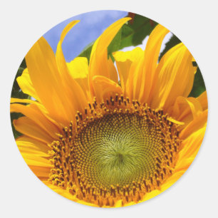 Adesivo SUNSHINE SUNFLOWER Stickers