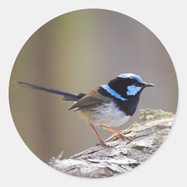 Adesivo Superb Fairy-wren (Frente)
