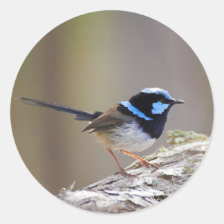 Adesivo Superb Fairy-wren