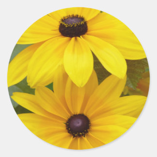 Adesivo Susan Rudbeckia hirta de Blackeyed f. homocroma