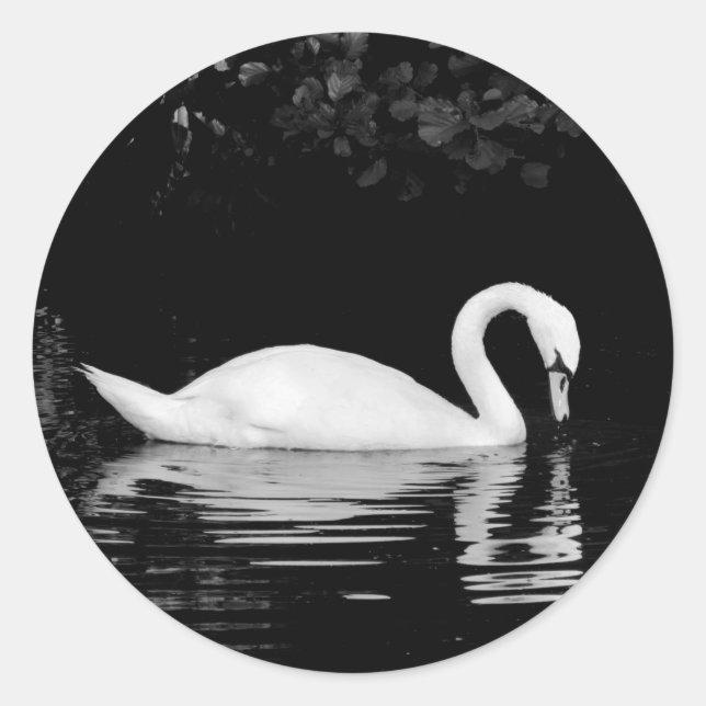 Adesivo Swan, Roath Park, Cardiff. (Frente)