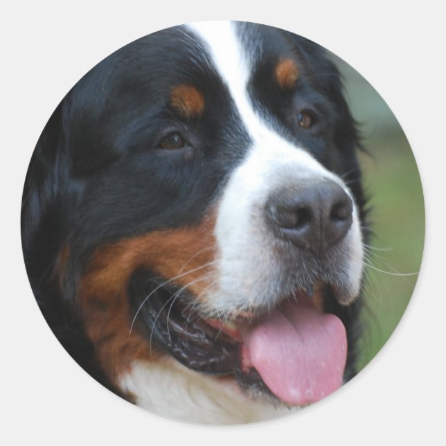 Adesivo Sweet Bernese Sticker (Frente)