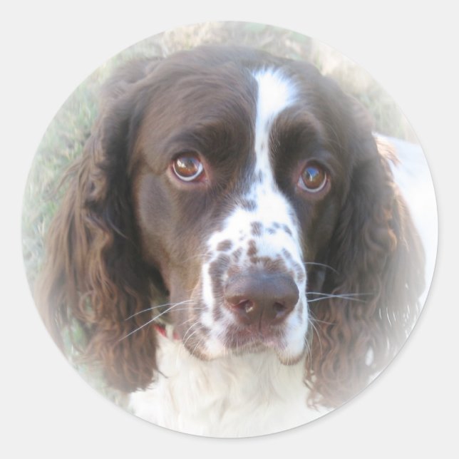Adesivo Sweet English Springer Spaniel Stickers (Frente)