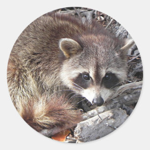 Adesivo Sweet Raccoon