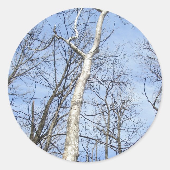 Adesivo Sycamore Tree Stickers (Frente)