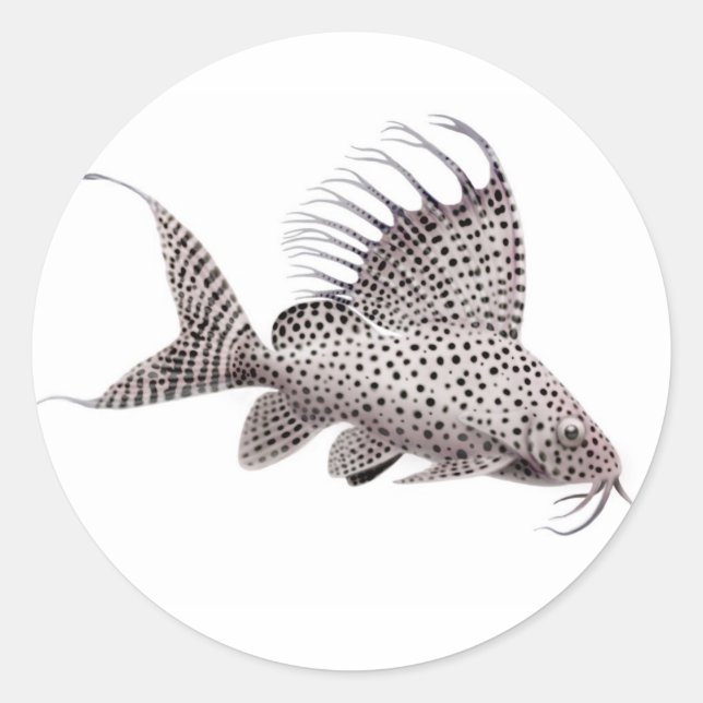 Adesivo Synodontis Catfish Sticker (Frente)