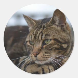 Adesivo Tabby cat pronto para ação