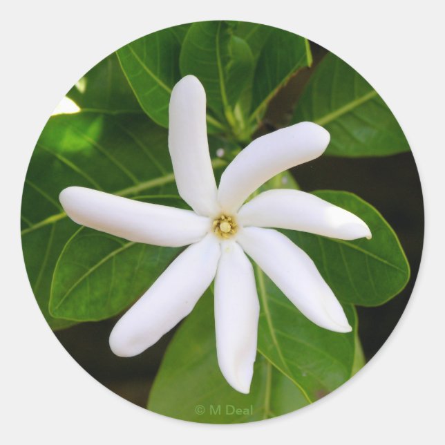 Adesivo Tahiti Tiare (Frente)