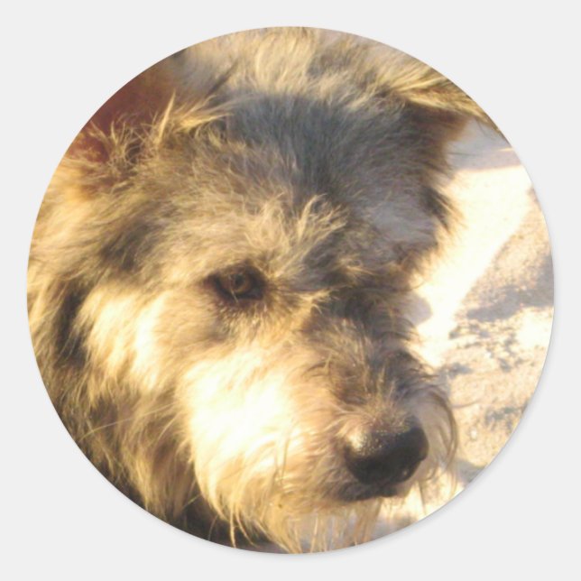 Adesivo Tailandês Beach Dog (Frente)