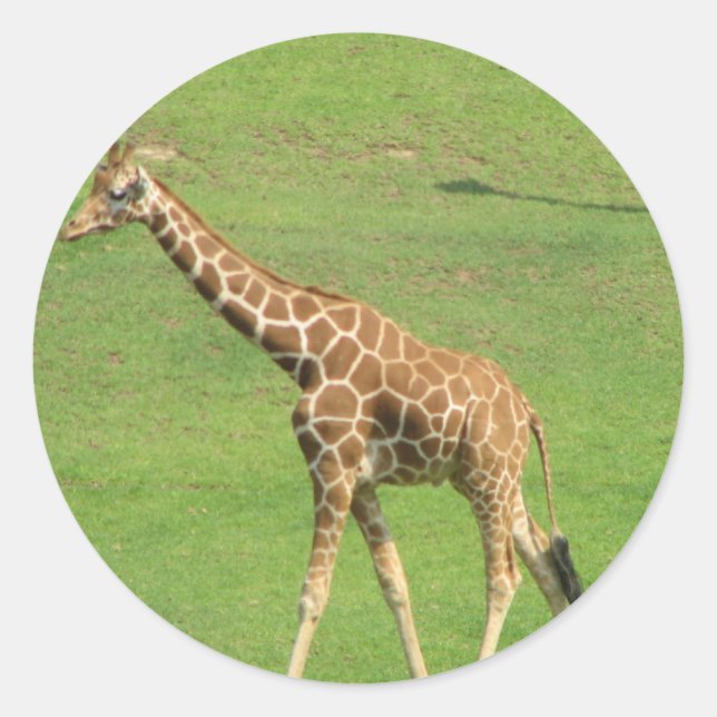 Adesivo Tall Giraffe Sticker (Frente)