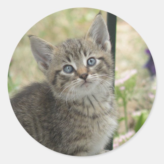 Adesivo Tampões para gatos (Frente)