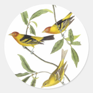 Adesivo Tanager ocidental - John James Audubon