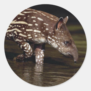 Adesivo Tapir brasileiro, vitela nova ao lado do rio