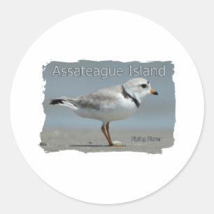 Adesivo Tarambola tranqüila da ilha de Assateague