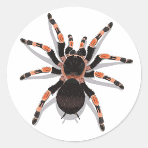 Adesivo Tarantula Sticker