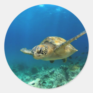 Adesivo Tartaruga de mar subaquática