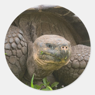 Adesivo Tartaruga gigante