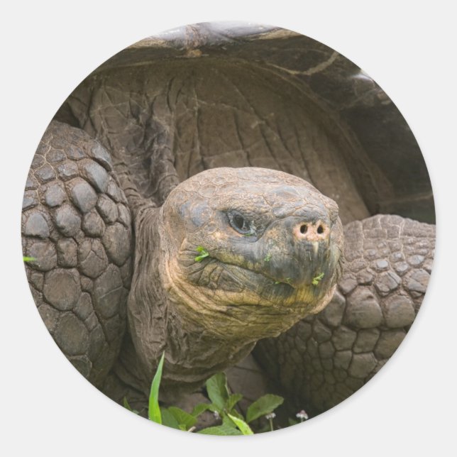 Adesivo Tartaruga gigante (Frente)