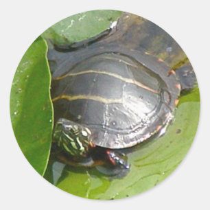 Adesivo Tartaruga Pintada Bebê nos Itens do Lilypad