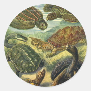 Adesivo Tartarugas Marinhas e Jabutis Vintage por Ernst Ha