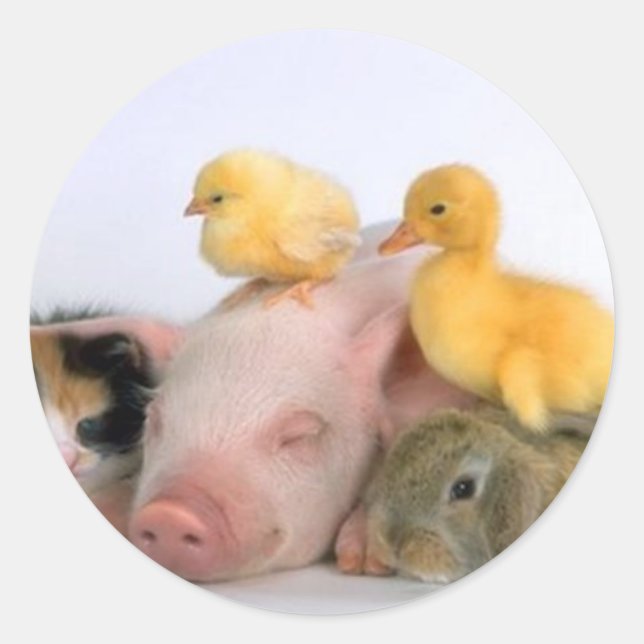 Adesivo Tempo de soneca para os animais (Frente)