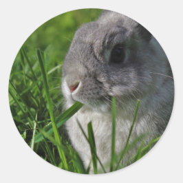 Adesivo Tempo do petisco