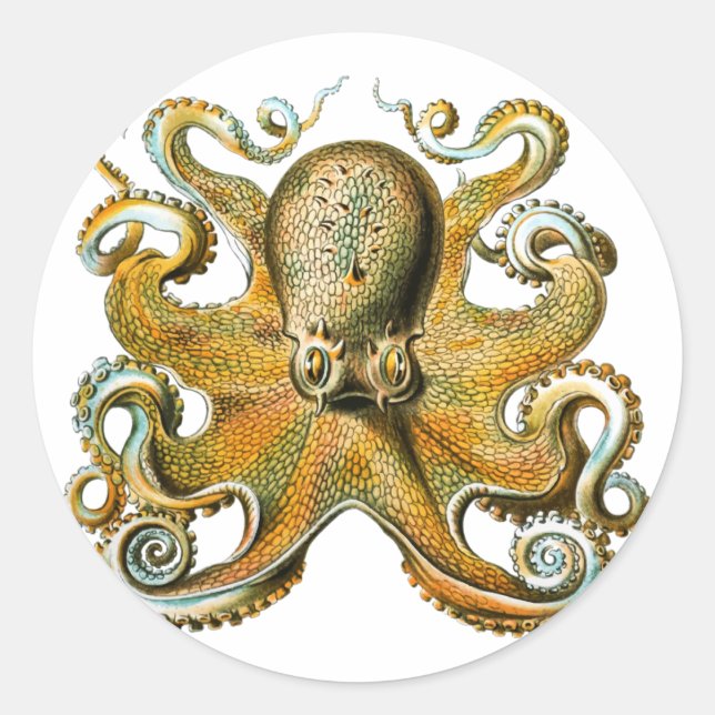 Adesivo Tentáculos De Desenho De Octopus (Frente)