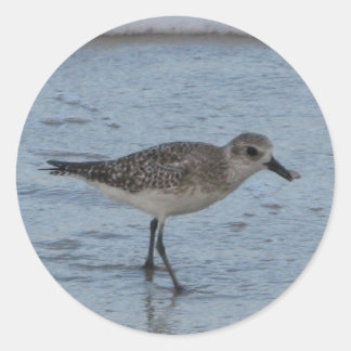 Adesivo Tern Bird no Beach Sticker