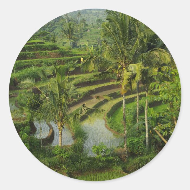 Adesivo Terrace Ricefield em Bali (Frente)