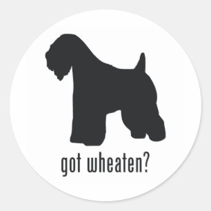 Adesivo Terrier Wheaten Macio-Revestido