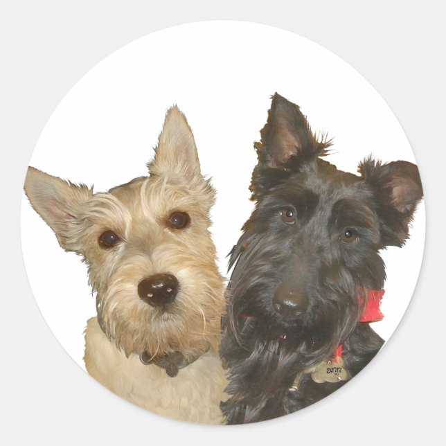 Adesivo Terriers Escoceses Trigo e Preto (Frente)