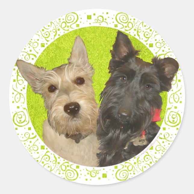 Adesivo Terriers Escoceses Trigo e Preto (Frente)