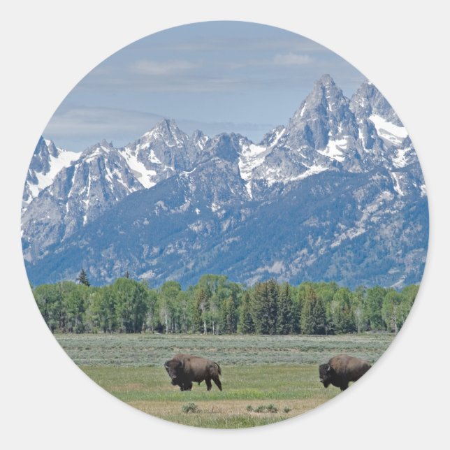Adesivo Teton Buffalo Sticker (Frente)