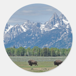 Adesivo Teton Buffalo Sticker