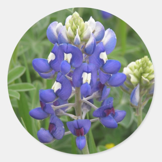 Adesivo Texas Bluebonnet (Frente)