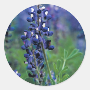 Adesivo Texas Bluebonnet-2-Best