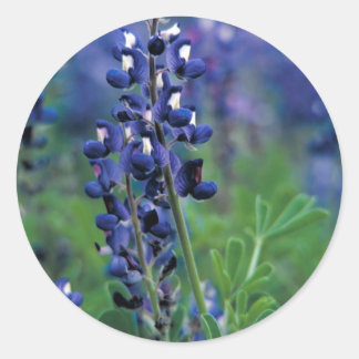Adesivo Texas Bluebonnet-2-Best