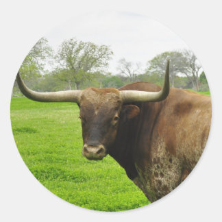 Adesivo Texas Burnt Orange Longhorn Steer