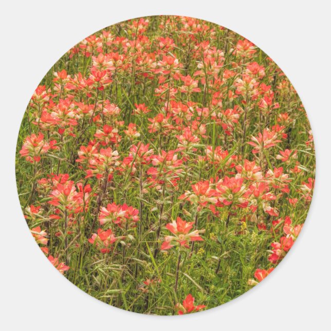 Adesivo Texas Indian Paintbrush Wildflower (Frente)