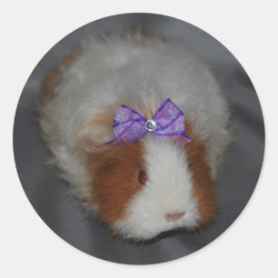 Adesivo Texel Guiné Pig com arco